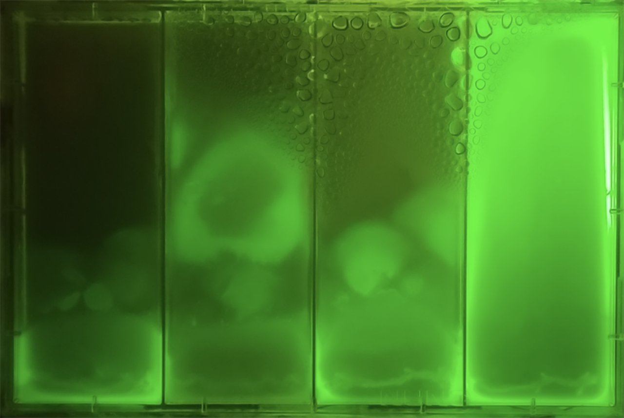 A close-up of four narrow plastic containers containing a fluorescent green liquid with condensation.
