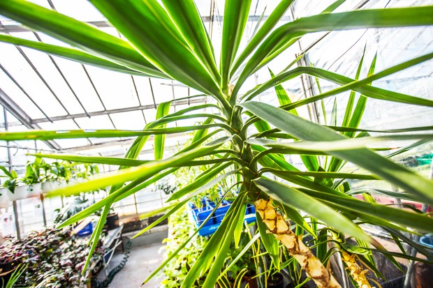 4 PERFECT PLANTS: Spruce up your life with these fail-safes!
