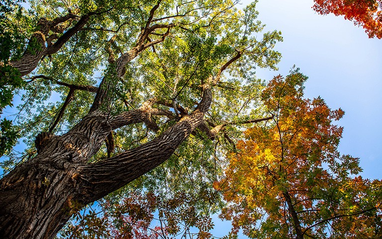 A large maple tree, with autumn colours, photographed from below.