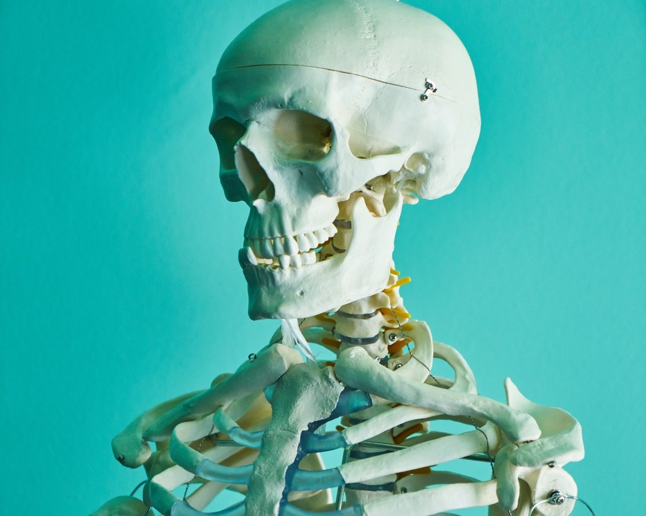 generic image of a skeleton