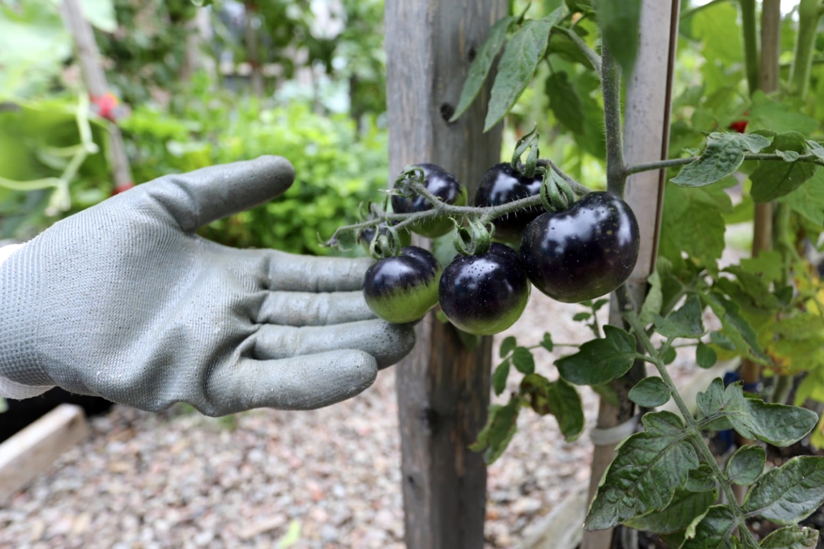 An outstretched hand with a grey gardening glove on gently touches a cluster of purple-black tomatoes on a vine in a garden.