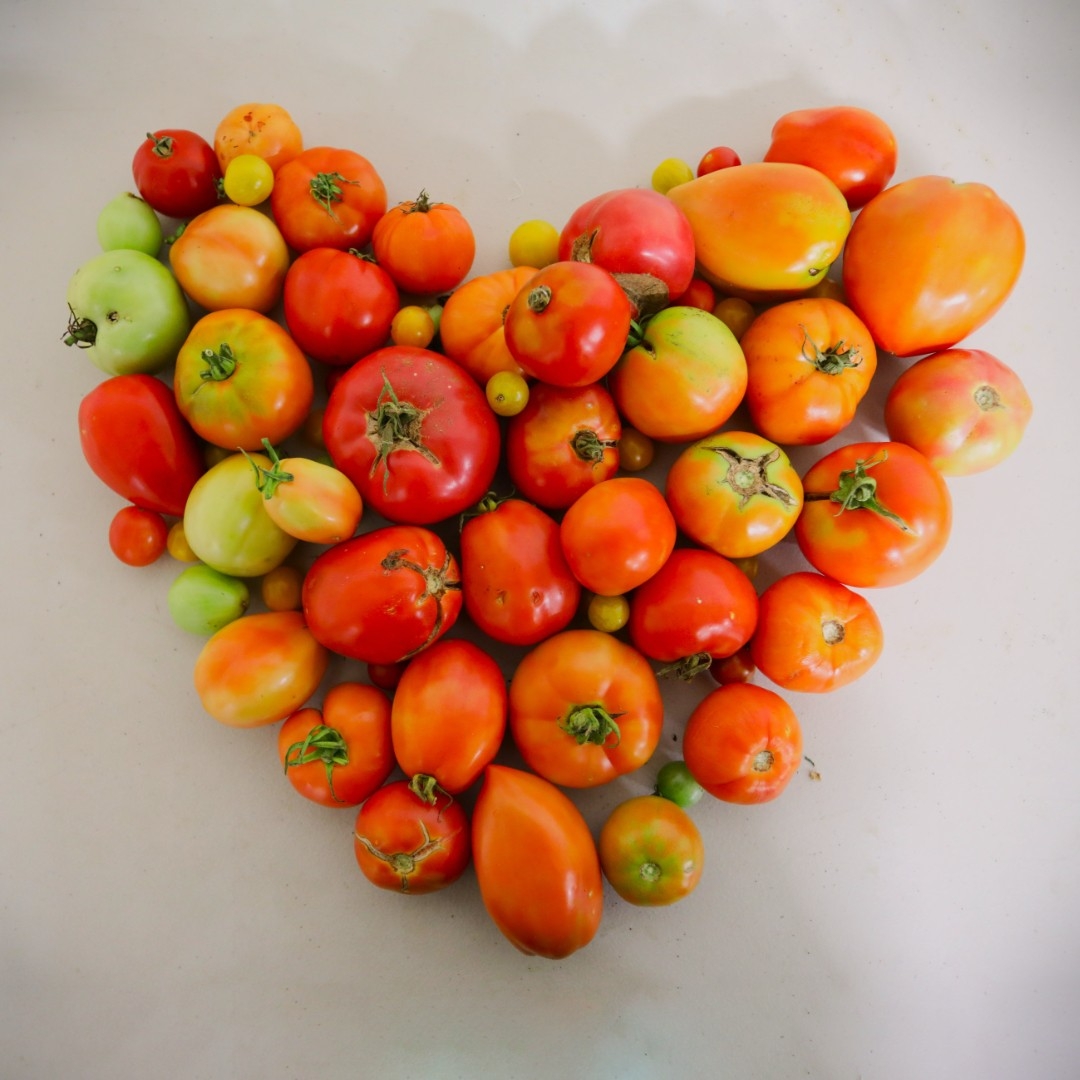 Tomatoes of various sizes and ripeness are arranged on a white background into the shape of a heart.