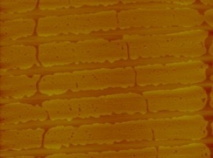 Nanostripes obtained by Langmuir-Blodgett transfer