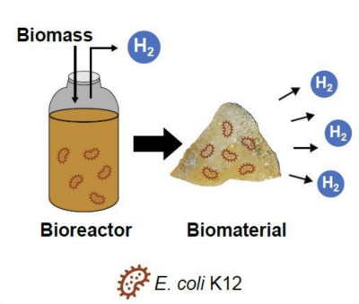 Hydrogen-producing biomaterial Illustration of Hydrogen-producing biomaterial to prime the biological sink of atmospheric H2