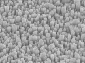 A forest of ZnO nanowires grown in the lab