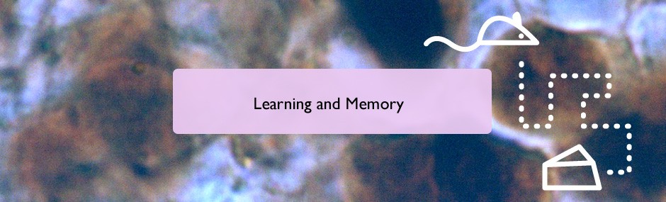 Learning and memory