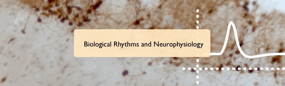 Biological rhythms and neurophysiology