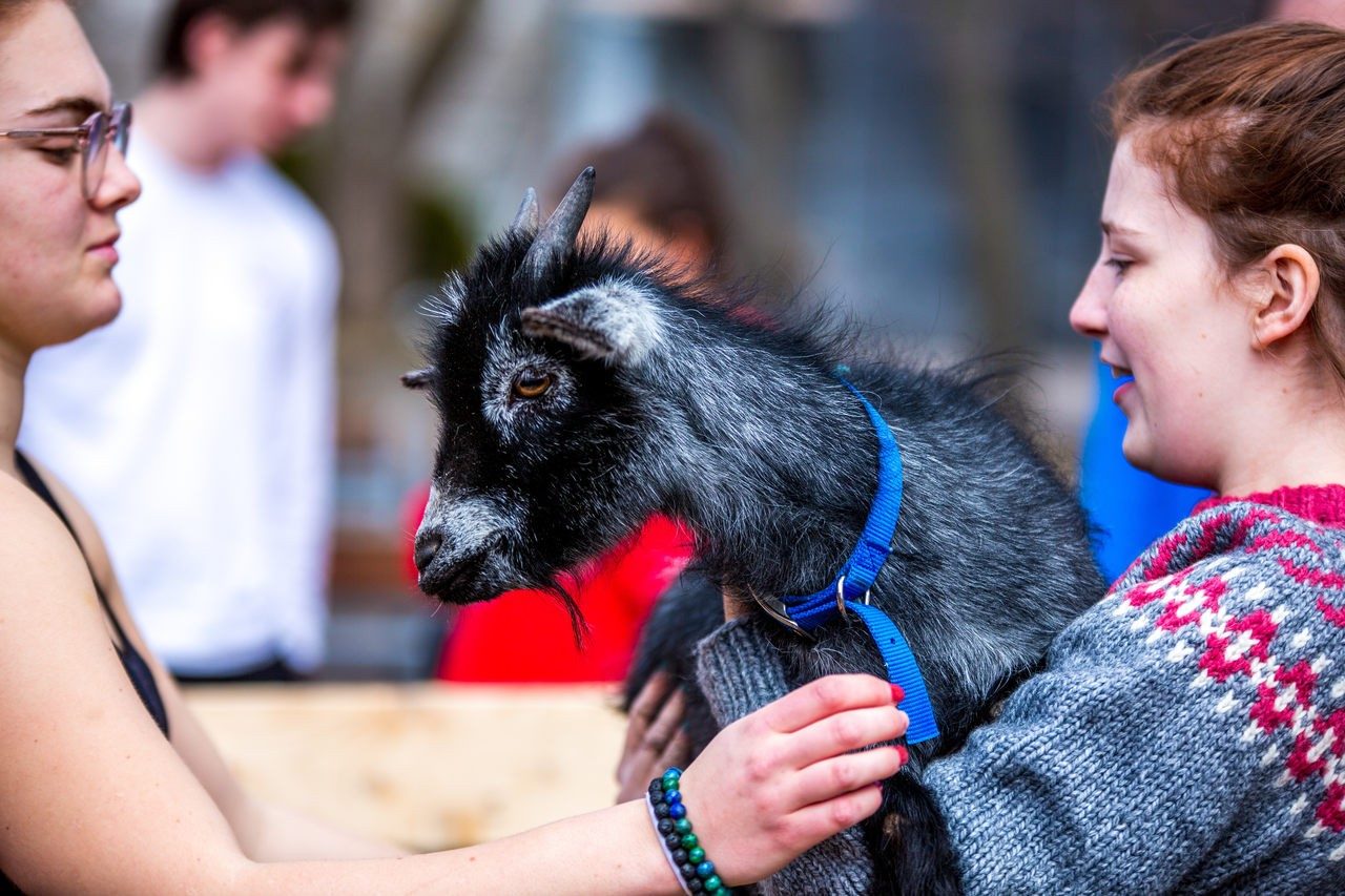 Becki Seguin holds a goat for a student to pet