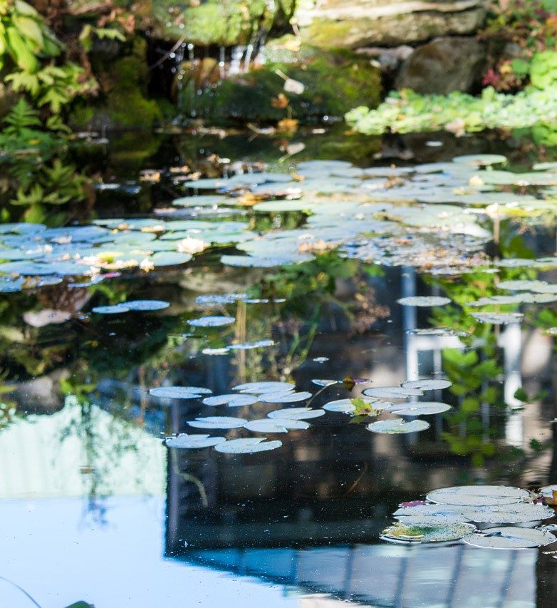 Grey Nuns gardens The waterlilies in the pond at Grey Nuns gardens