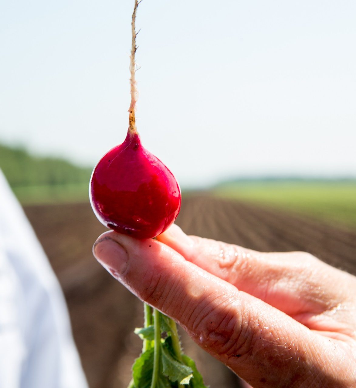 close-up of fingers holding a radish harvested from a field