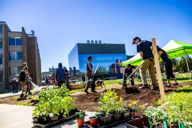 People work together to plant and tend an Indigenous garden on the Loyola Campus, with vegetable plants in the foreground and raised garden beds in the background.