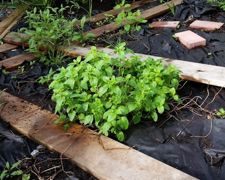 vegetation in a garden under construction