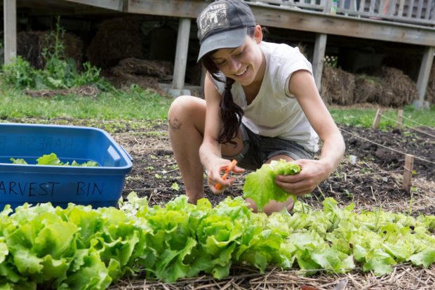 Young woman harvesting lettuce.