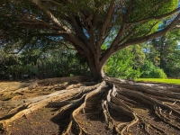 A tree with extensive roots