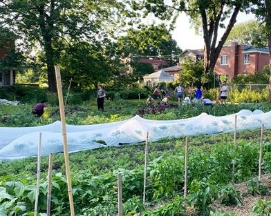 the cultivaction garden in the foreground, and in the background are gardeners working together on the farm.