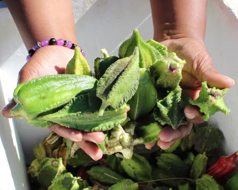 Hands holding freshly grown okra.
