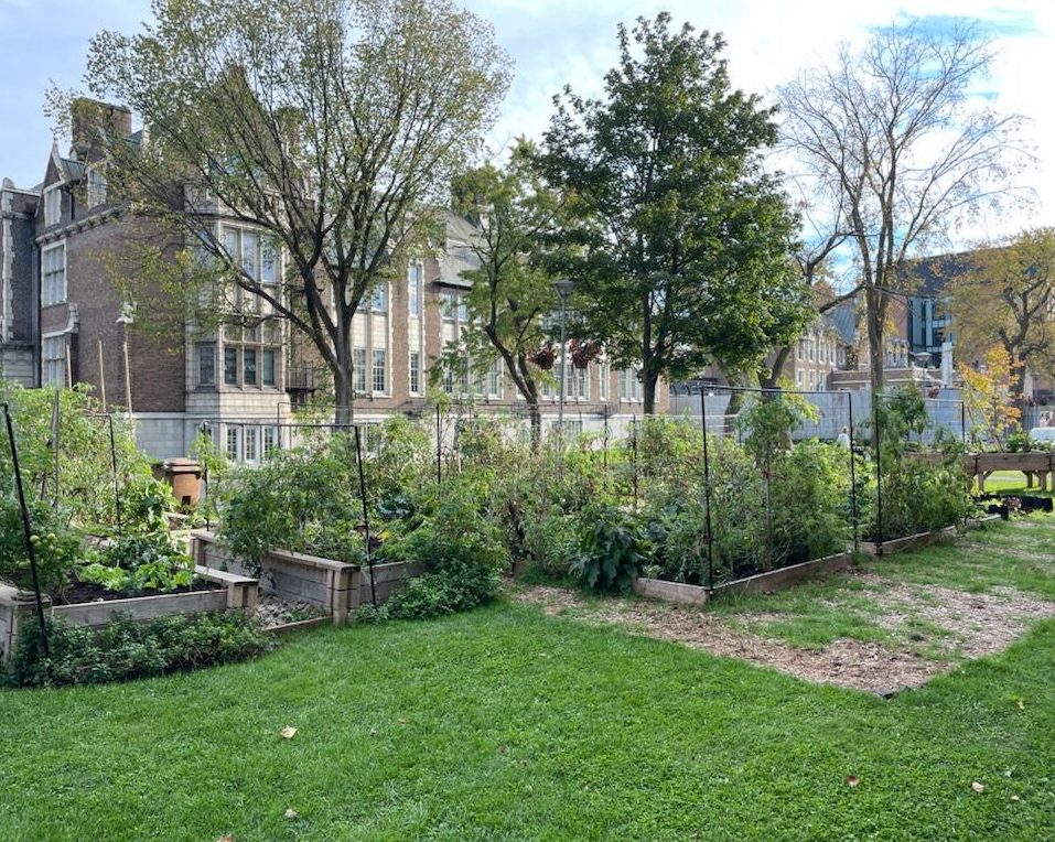 A lush vegetable garden grows from four raised wooden beds at the Loyola campus. Behind it, trees partially obsure the view of the Psychology building.