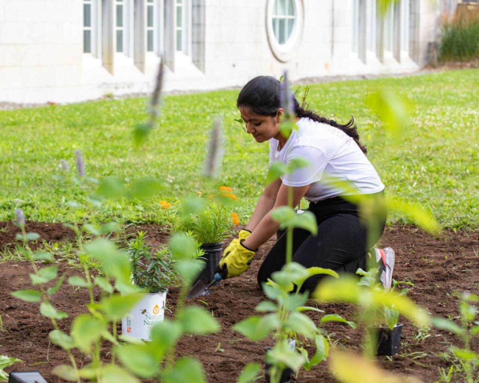 Surrounded by seedlings ready to transplant, a woman kneels in freshly turned eaarth at Loyola and digs a hole using a trowel.