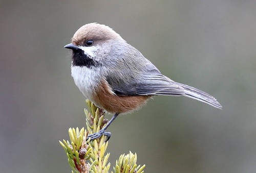 Chickadee_Creative_Commons_2 Chickadee_Creative_Commons_2