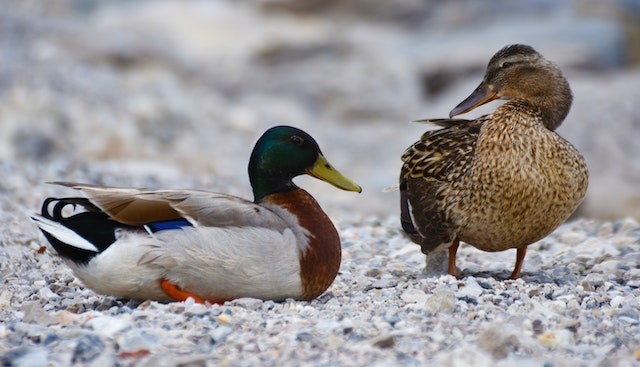 Mallard