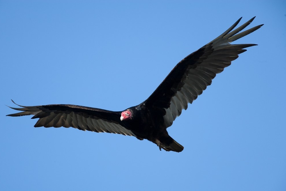turkey-vulture-1