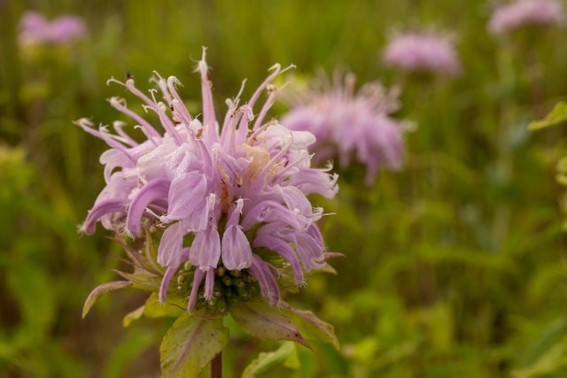 bergamot