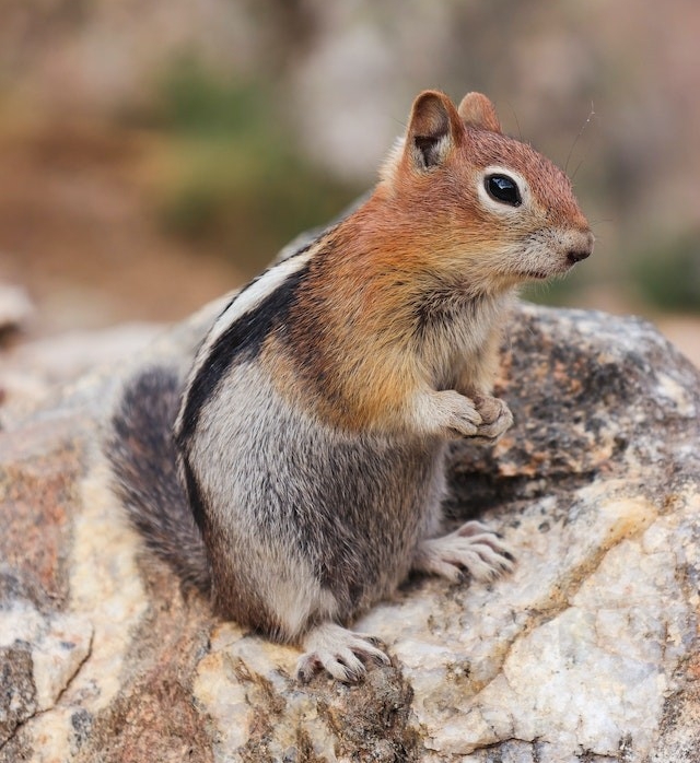 Eastern chipmunk