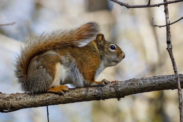 American red squirrel