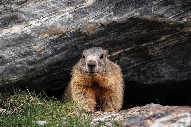 Groundhog