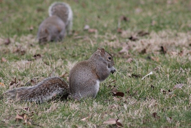 Eastern grey squirrel
