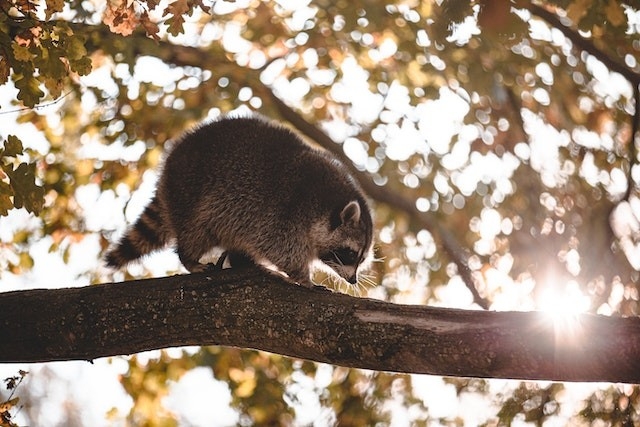 Raccoon