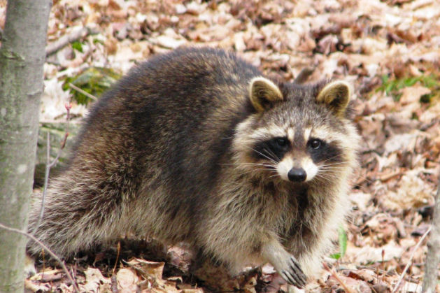 Raccoon