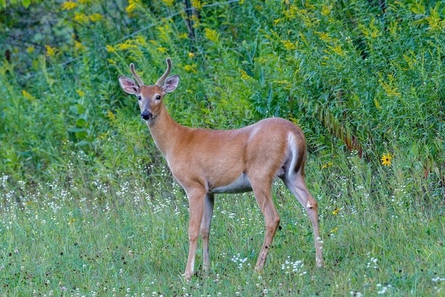 White-tailed deer