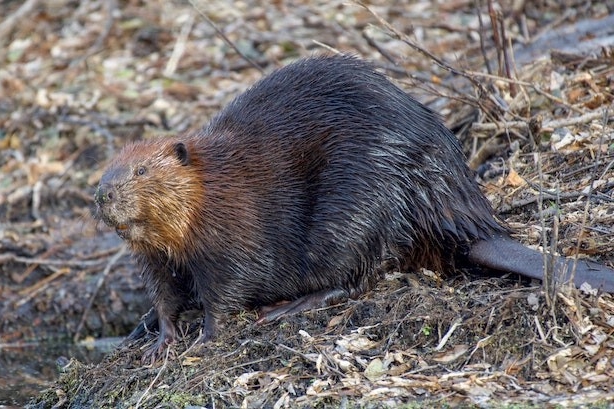 American beaver