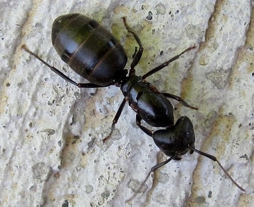 carpenter-ant carpenter-ant
