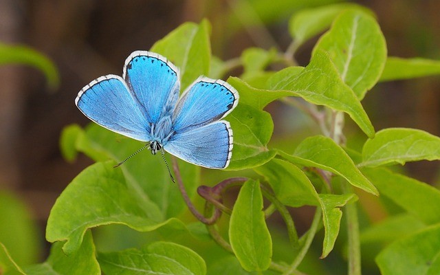 Spring Azure Butterfly