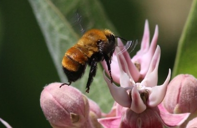 bumble-bee-biodiversity