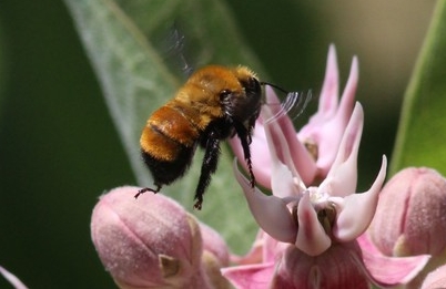 bumble-bee-biodiversity bumble-bee-biodiversity