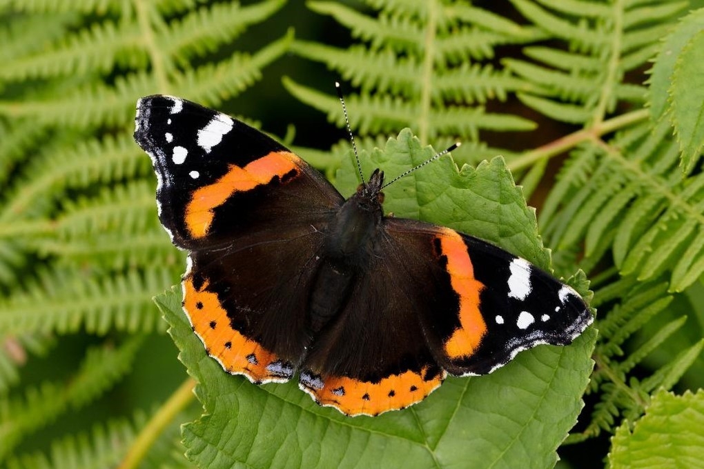 red-admiral