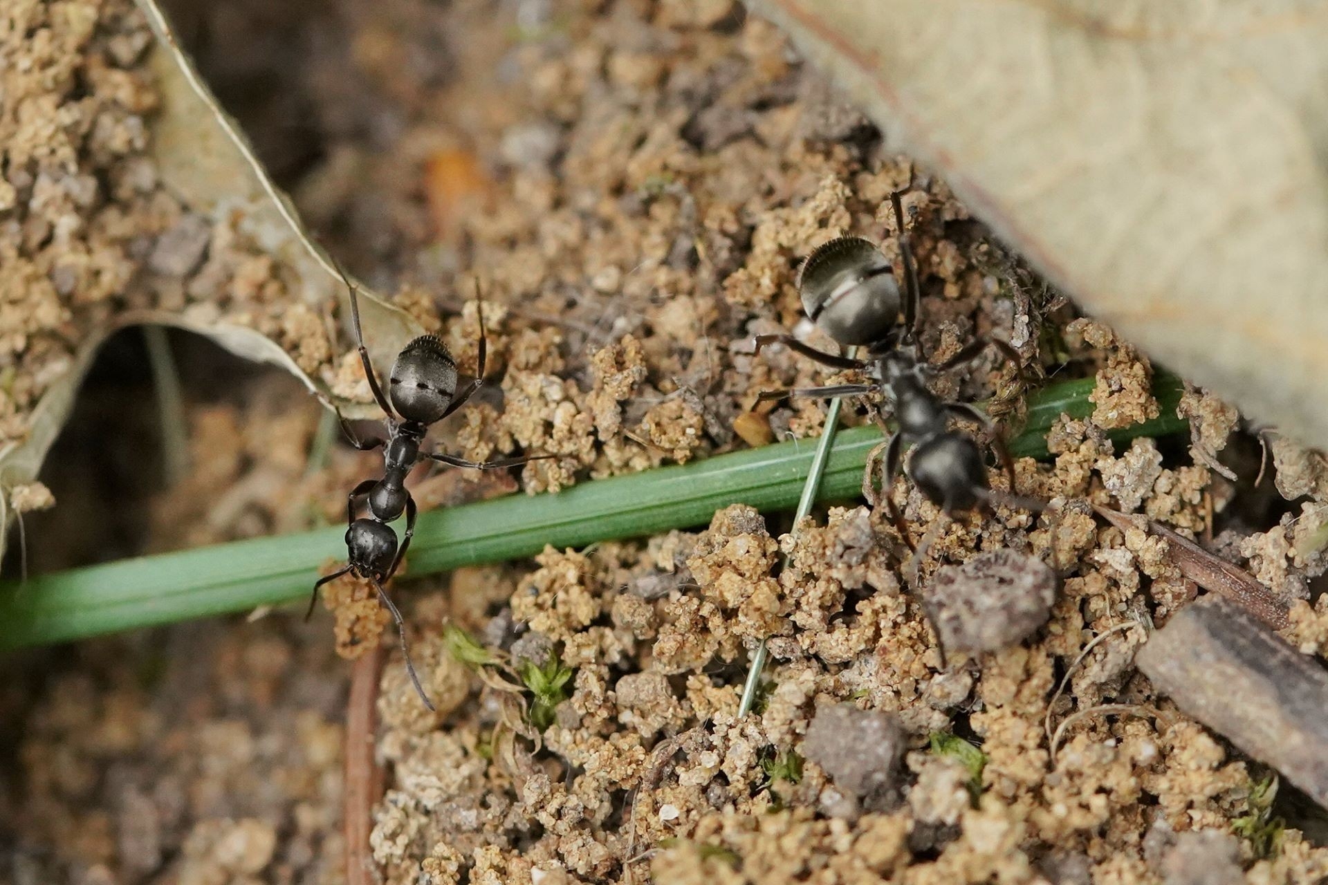 turfgrass-ant-1