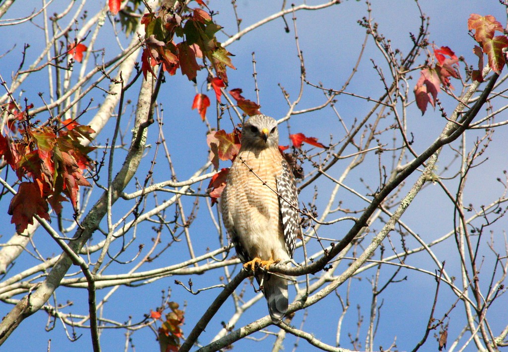 A peregrine falcon perches in a red maple tree