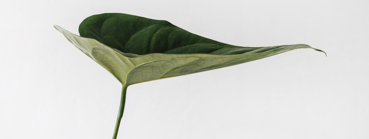 An illustration of a green leaf