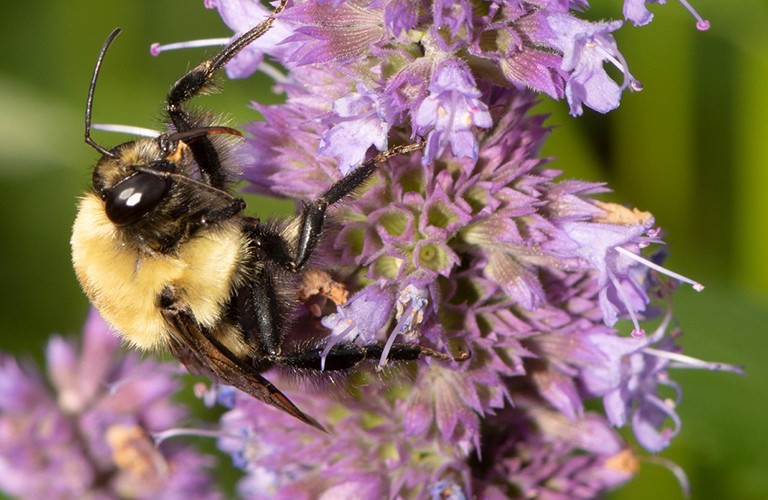 A bumblebee pollinates purple flowers
