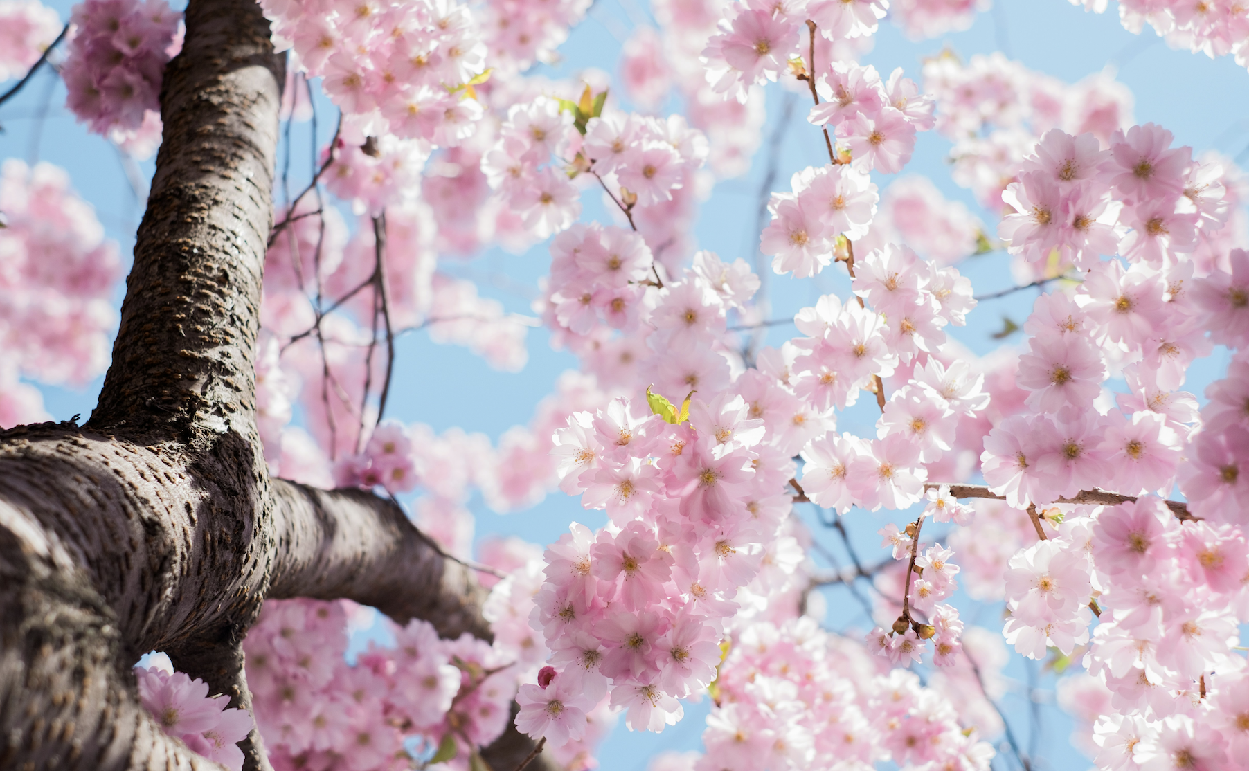 Closeup of a tree in bloom with pink flowers