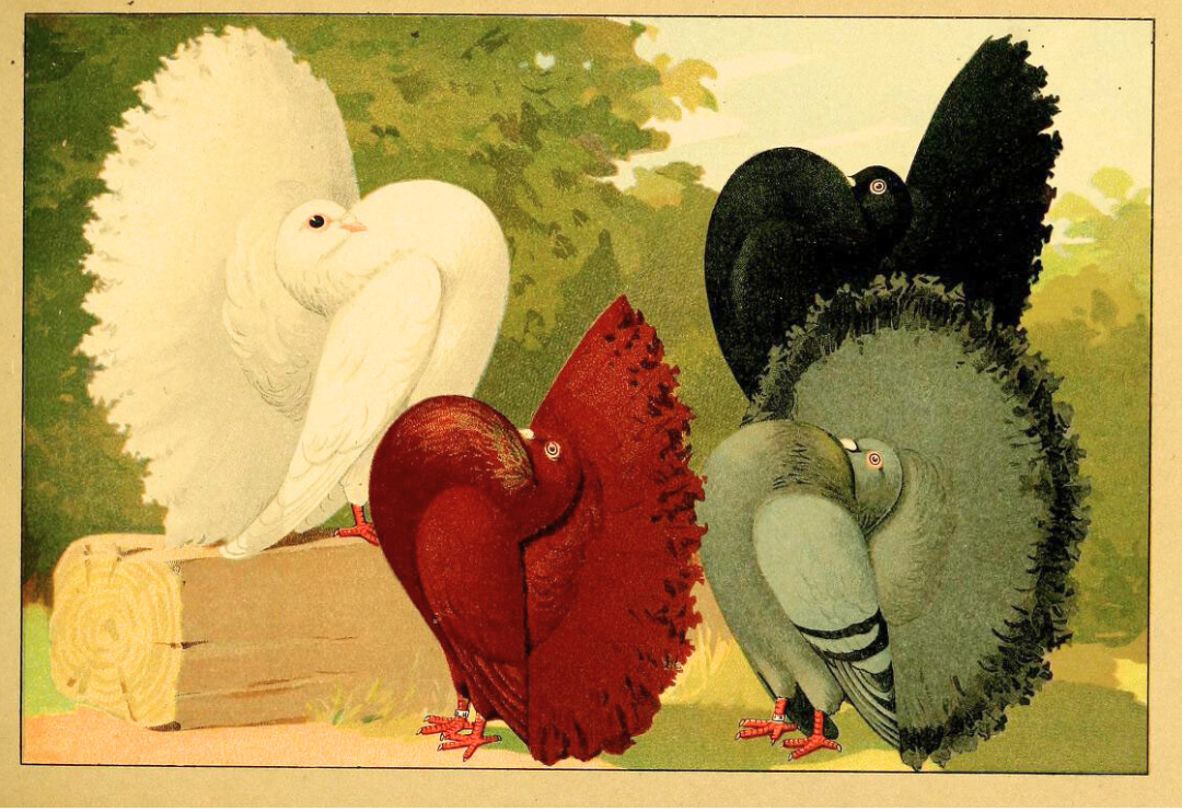 Vintage drawing of four birdwith differently-coloured feathers, each fanning out a wing