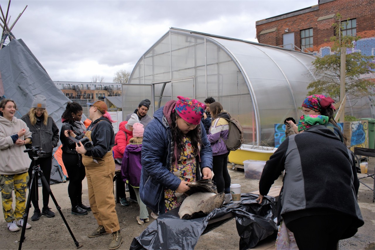 Tanning workshop led by the buckskin babes collective