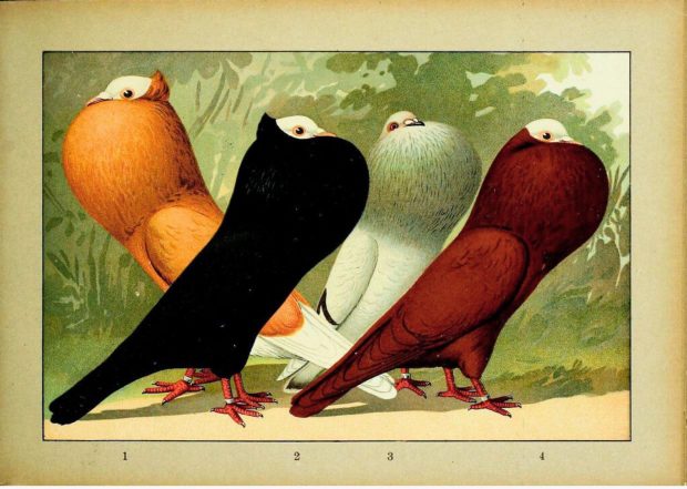 Li-Ber-T House Annual General Meeting