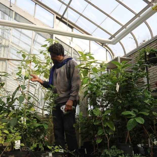 Une photographie de Hamidou regardant des plantes dans une serre.