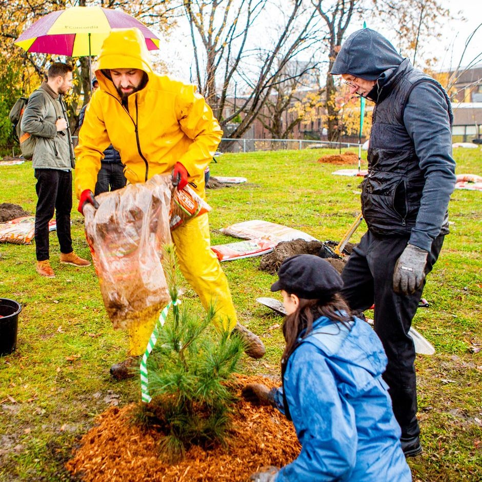 Three people wearing raincoats, plant a young sapling on a rainy day at the Loyola campus