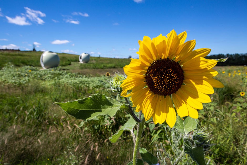 A sunflower in the field beneath sunny skies
